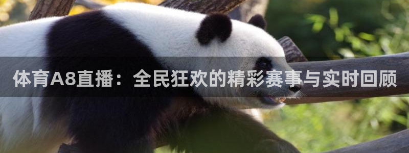 松鼠体育在线直播：体育A8直播：全民狂欢的精彩赛事与实时回顾
